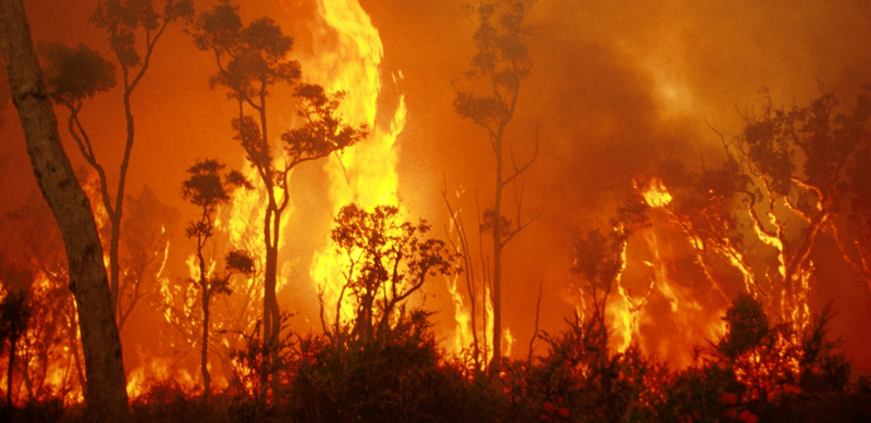 bushfire emergency response
